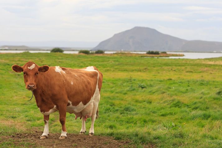 Við Mývatn.