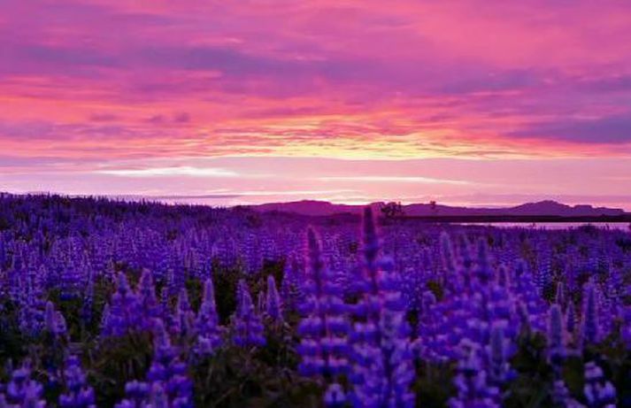 Skjáskot úr myndbandi Capra.