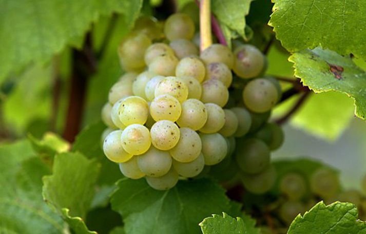 Vínber, rauðvín og súkkulaði eru ekki sami bjargvættur sælkera og áður hefur verið talið.