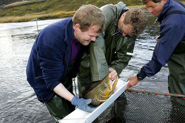 Veginn og metinn Fræðimenn fylgjast með viðgangi ísaldarurriðans í Þingvallavatni.