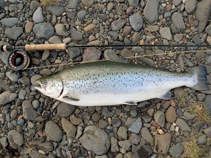 Óheimilt er að veiða lax og silung við eða af brúnni yfir svonefnd Vöð í Önundarfirði.