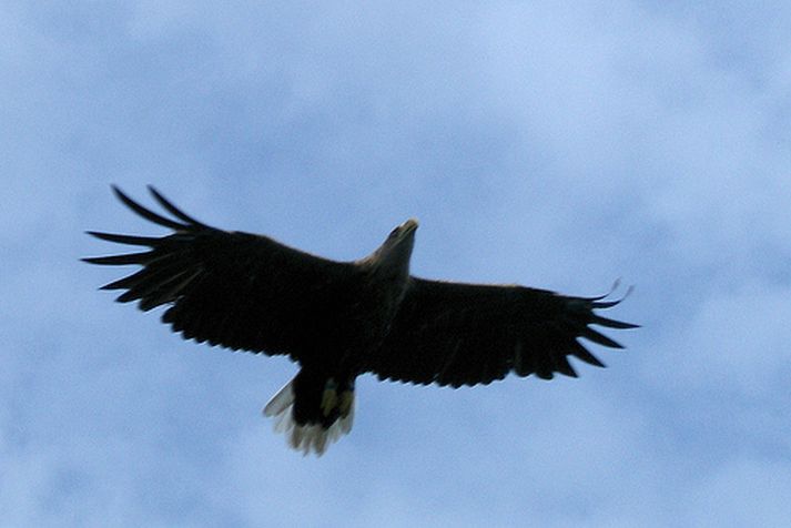 Haförninn er gríðarlega stór og sterkur fugl.