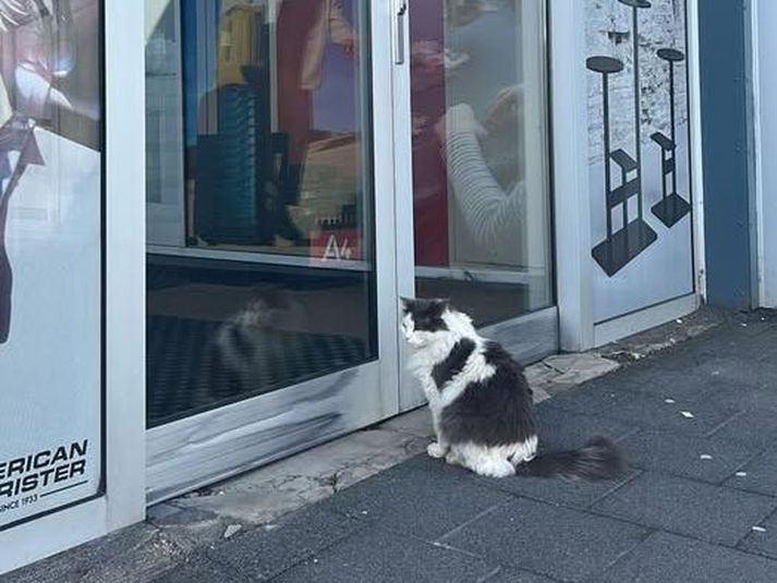 Kötturinn Diego er mörgum borgarbúum kunnugur en hann heldur sig mest í Skeifunni.