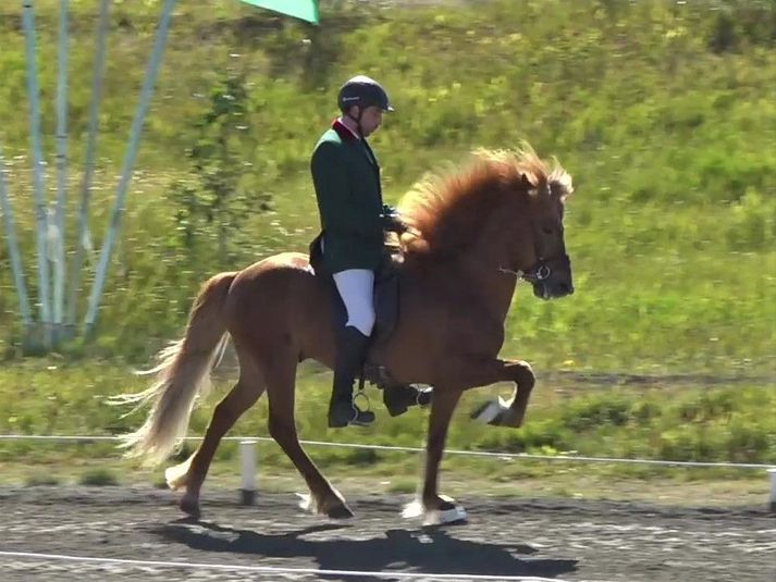 Viðar Ingólfsson á Þóri frá Stóra-Hofi í forkeppni B-flokks.