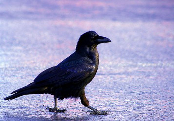 Hrafnar geta verið skæðir. Mynd/ Kristján.