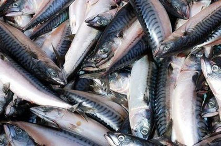 Þrjú stór vinnsluskip hafa fengið yfir þrjú þúsund tonna afla, en þau eru Aðalsteinn Jónsson frá Eskifirði og Vestmannaeyjaskipin Huginn og Sighvatur Bjarnason.