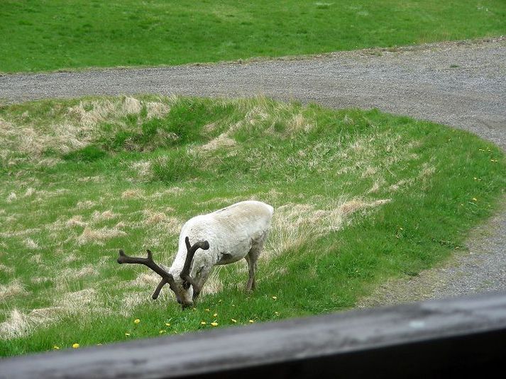 Í túninu heima Þetta hreindýr er búið að koma sér haganlega fyrir við bæinn hjá Guðjóni Smára. mynd/guðjón smári