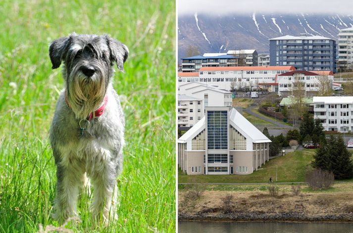 Hundurinn var af gerðinni Standard Schnauzer.