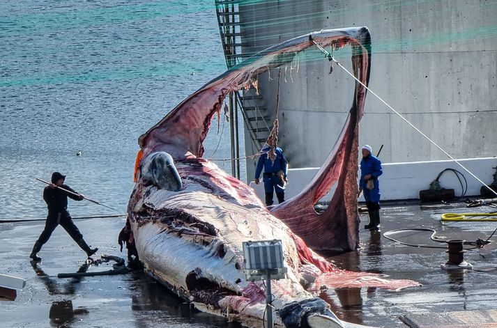 Engar ferskar langreyðar verða skornar í Hvalfirði í sumar.