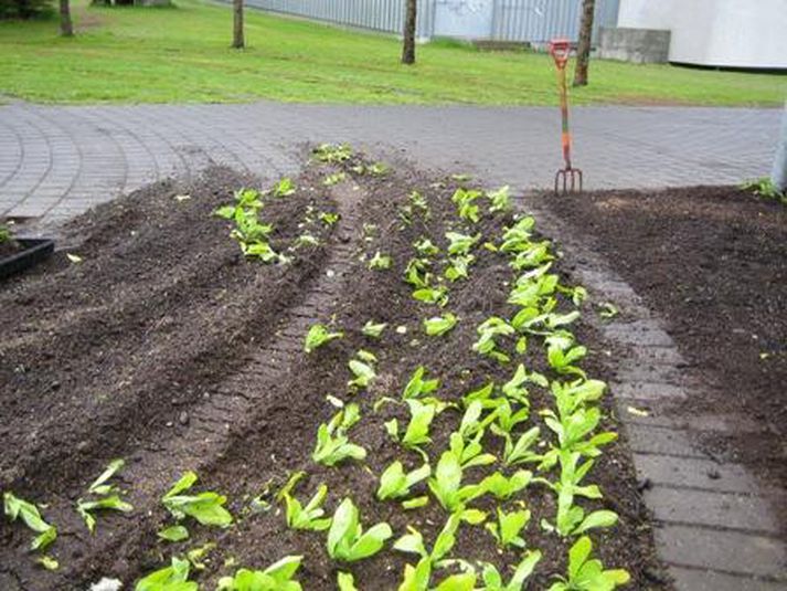 Blómaníðingur keyrði tvisvar yfir blómabeðið.