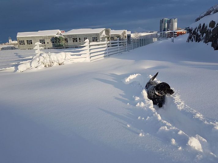 Það viðrar vel til útivistar næstu daga.