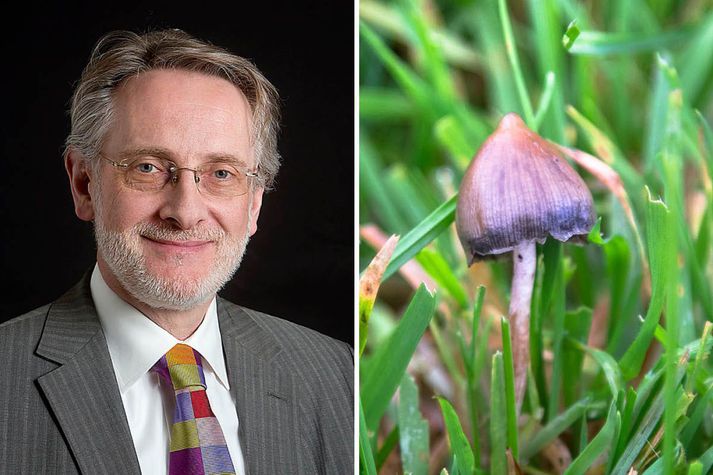 Haraldur Erlendsson geðlæknir. Við hlið hans er trjónupeðla, eða Psilocybe semilanceata, hattsveppur sem inniheldur efnið psilocybin og vex víðs vegar villtur hér á landi.