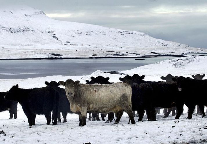 Tærð símalína úr síðari heimsstyrjöldinni veldur truflunum á símtölum Kjósverja.