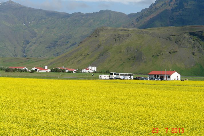 Gestastofan blasir hér við aftan við repjuakur í blóma.