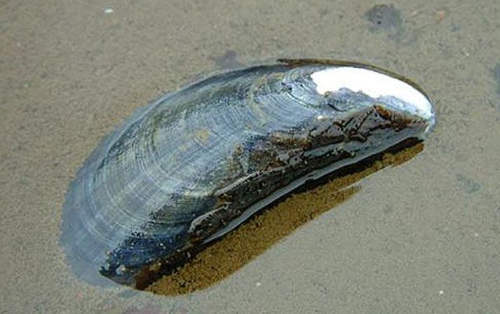 Útbreiðsla þessara þörunga annars staðar við landið er ekki þekkt.