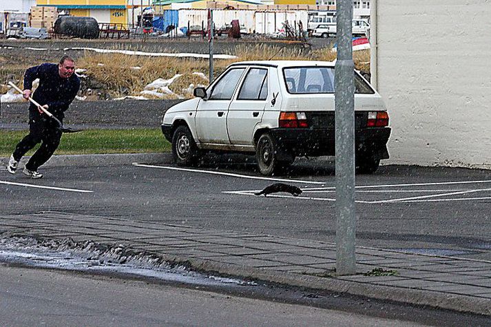 Skagfirðingar vilja meira fé til að veiða ref og mink.