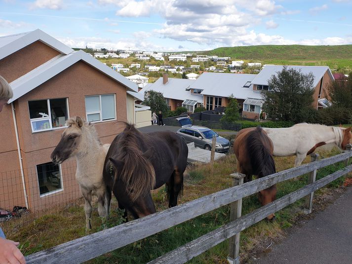 Íbúar láta sér ekki bregða þó að hestar fari á stjá í hverfinu. 