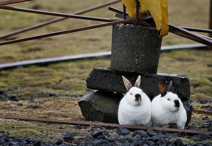 í elliðaárdal Stofni kanínu fækkar mikið yfir veturinn en viðkoman er gríðarleg yfir sumarið. Kvendýrið getur gotið nokkrum sinnum á ári, 3 til 5 ungum í senn, og verður kynþroska 6 mánaða gamalt. Stofninn getur því margfaldast á stuttum tíma.fréttablaðið/pjetur