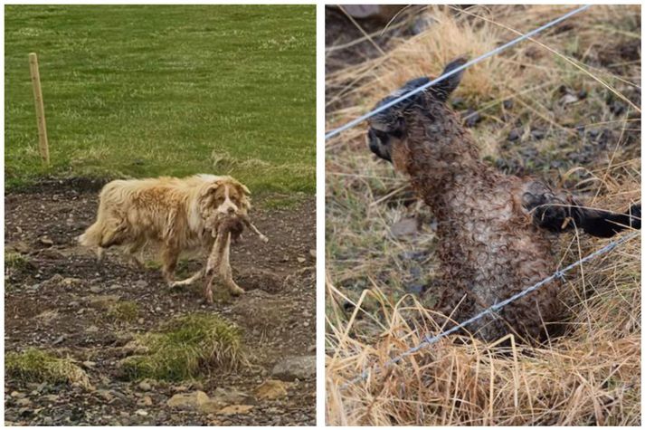 Fjárhundur sem komst í lamb sem hafði drepist í sauðburði. Hægra meginn er lamb sem hafði flækst í girðingunni.