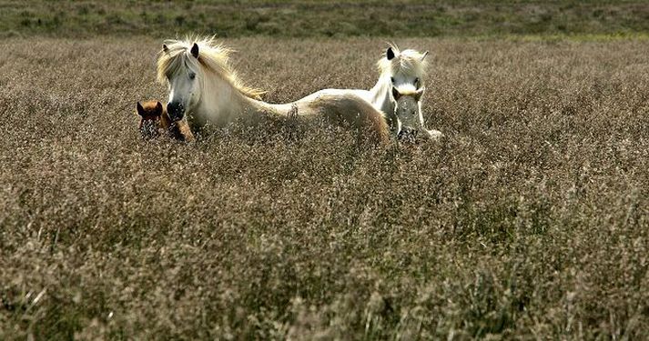 Búsældarlegt á suðurlandi Júlímánuður var hlýr og þurr um mestallt landið en mikil úrkoma í vor gerði það að verkum að ekki varð léleg spretta í túnum. 
fréttablaðið/GVA