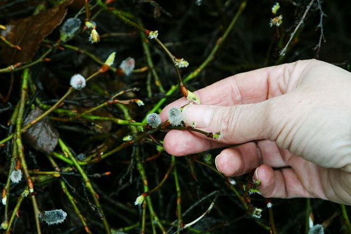 Stjórnir ýmissa þar til bærra félaga efna til funda um þessar mundir til að ræða frumvarpsdrögin og ganga frá umsögn um þau.fréttablaðið/gva