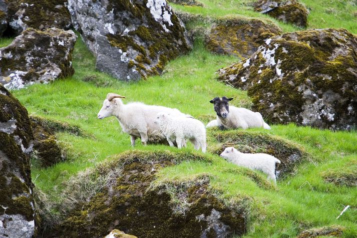 Kvikmynd um eitilharða sauðreka og baráttu þeirra við útilegumenn gæti orðið hrikalega góð.