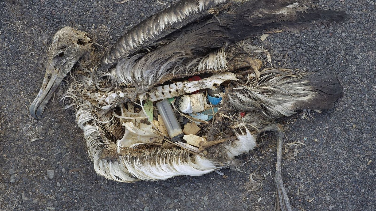 Sjö af hverjum tíu fýlum með plast í maganum