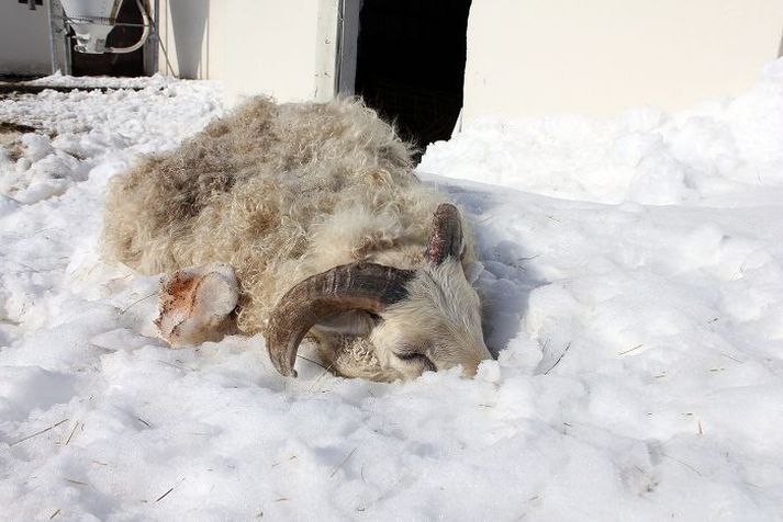 Ljóst er að hundruð ef ekki þúsundir fjár hafa drepist á Norðurlandi eftir fárviðrið og segja bændur illmögulegt að koma hræjunum til byggða til förgunar.