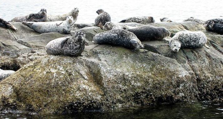 Vírus hefur drepið um 2300 seli í Kattegat og Skagerrak.