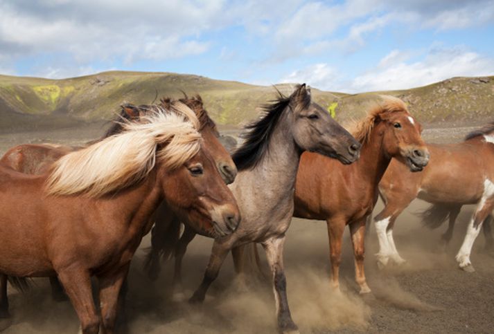 Hestarnir fældust þegar kyrrstæður bíll ók skyndilega af stað inn í mitt stóðið. Athugið að myndin tengist frétt ekki beint.