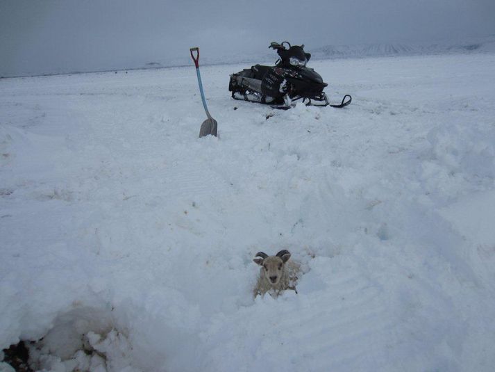 Lamb situr fast í Mývatnssveit í gær.