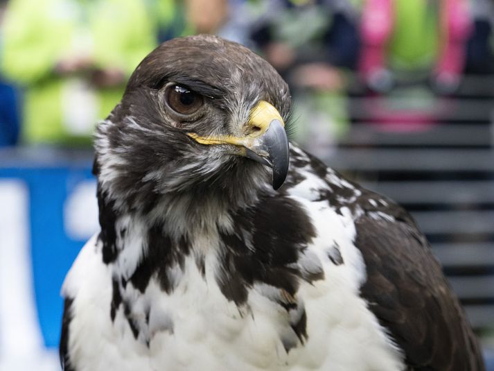 Haukurinn Taima hefur fylgt Seattle Seahawks út í alla heimaleiki liðsins undanfarin fimmtán ár.