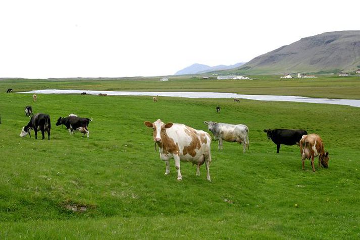 Í sveitinni Ríkið á um sex prósent allra jarða í landinu. Hlutfallið var níu prósent um aldamót.fréttablaðið/gva