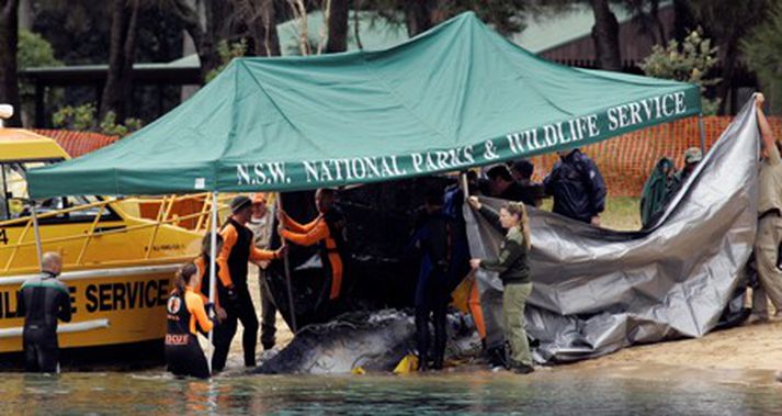 Þeir sem svæfðu Colin reyndu sem þeir gátu til að gera síðustu andartök hans sem bærilegust.