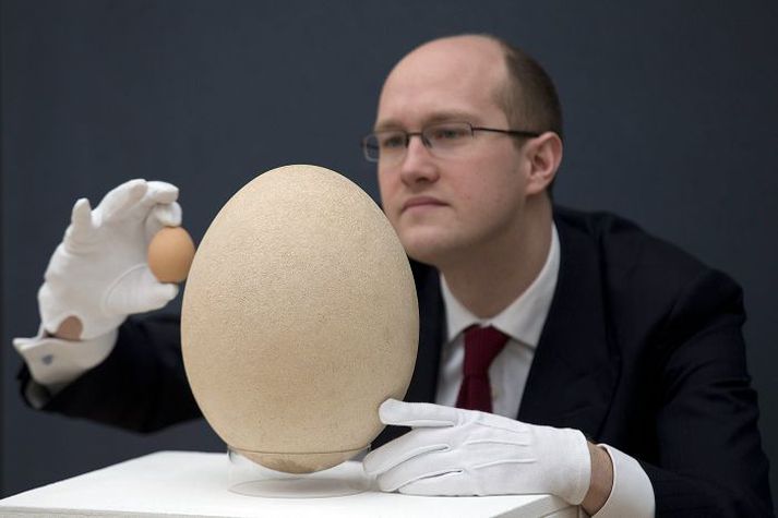 Egg fílsfuglsins er um það bil hundrað sinnum stærra en hænuegg. Fréttablaðið/AP