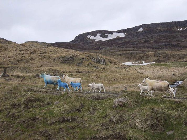 Bláa fjölskyldan á Bassastöðum Tvílembd ær vildi ekki annað lambið sitt þannig að bóndinn gerði henni ómögulegt að þekkja þau í sundur svo nú fá bæði lömbin að njóta móðurlegrar umhyggju ærinnar. Eins er ástatt um aðra tvílembda kind á Bassastöðum.Fréttablaðið/Garðar