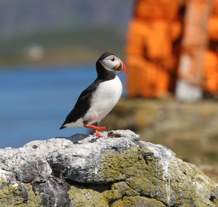 Farþegar fá að sjá mikið af fallegum fuglum í siglingunni, m.a. Lunda.