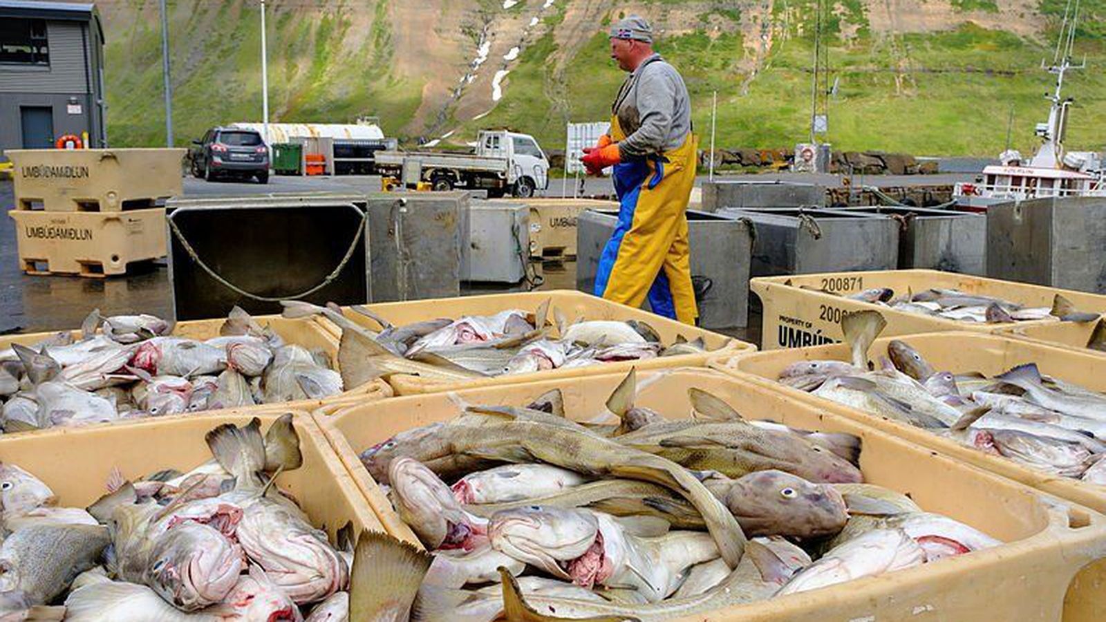 Veiði­gjald á þorski nánast tvö­faldað milli ára