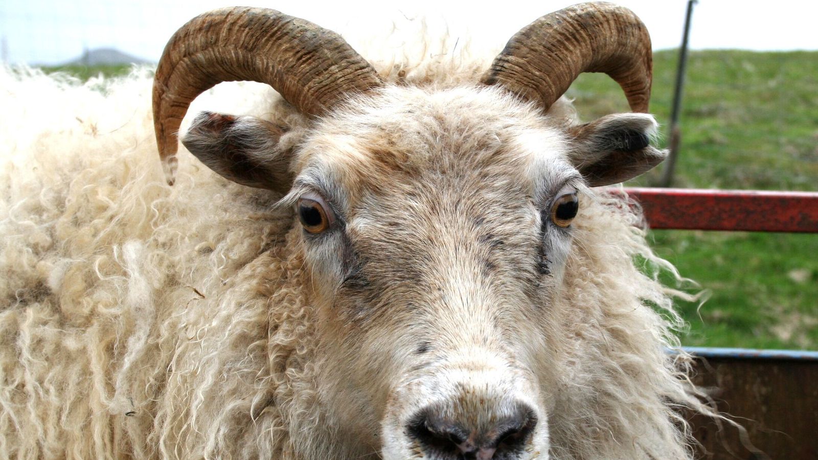 Hundrað þúsund færri kindur í dag en fyrir tíu árum