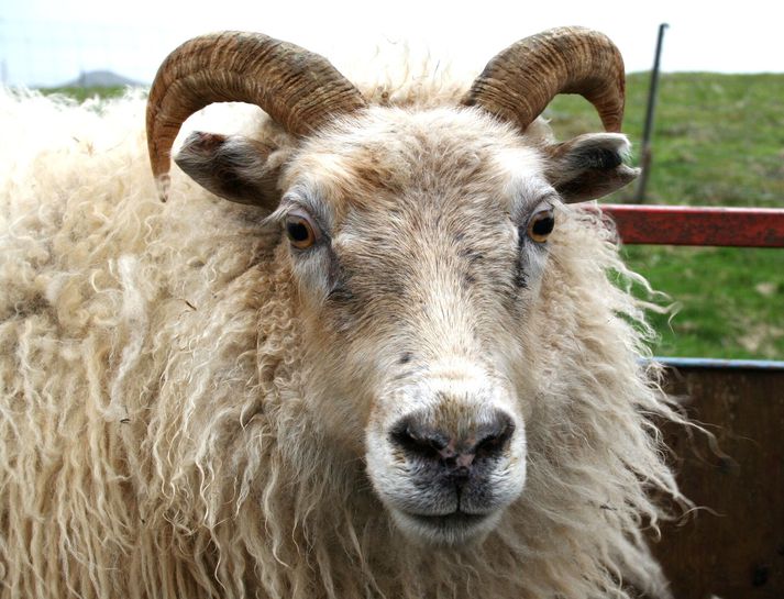 Íslensku sauðkindinni á Íslandi hefur fækkað um 100 þúsund á síðustu 10 árum.