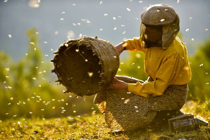 Úr heimildamyndinni Honeyland sem fjallar um N-Makedónska hunangsbóndann Hatidze sem vinnur eftir gamla laginu.