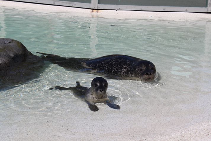 Litli kópurinn í húsdýragarðinum er óneitanlega krúttlegur.