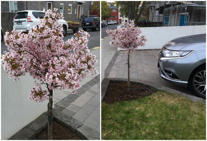 Guðbjörg, íbúi í Vesturbæ Reykjavík, tók eftir því í morgun að einhver hefði rifið kirsuberjatréð hennar upp með rótum og stolið því úr garðinum hennar.