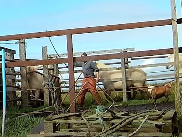 Heimildarmynd dýraverndunarsamtakanna TSB Tierschutzbund Zurich og AWF Animal Welfare Foundation hefur vakið mikla umræðu. 