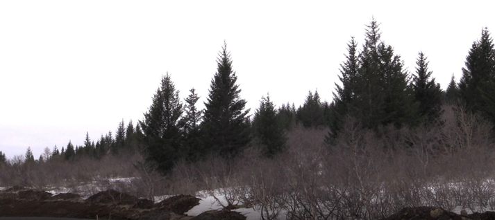 Nú eru tvö prósent af Íslandi þakin skógi og kjarri en þessi tala hefur verið eitt prósent fram að þessu. Eftir tuttugu ár er gert ráð fyrri að talan verði komin upp í 2,6 prósent.