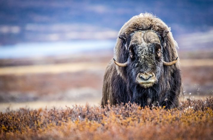 Svæðið þar sem Greenland Energy vill bora er meðal annars heimkynni sauðnautsins, sem íbúar á svæðinu veiða sér til matar.