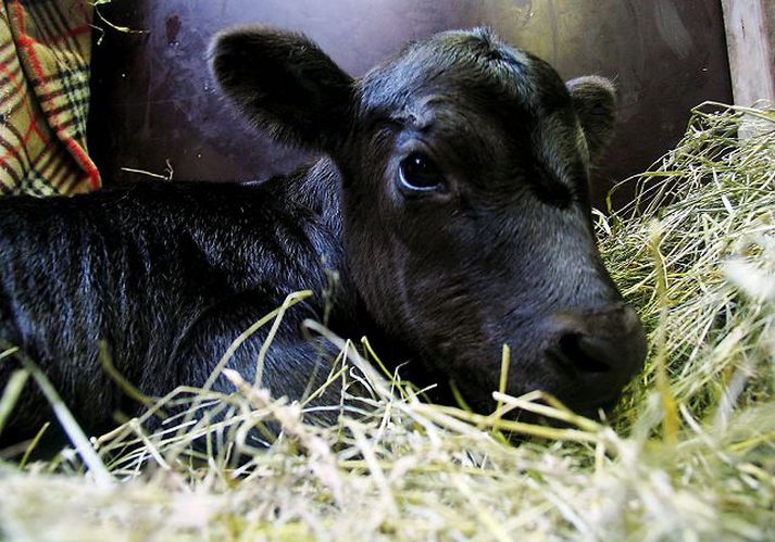 Landbúnaður Eini þáttur íslensks landbúnaðar sem er í samræmi við reglur ESB er lífrænn landbúnaður en 1% íslenskra bænda tengjast lífrænum landbúnaði, að því er segir í greiningarskýrslu ESB um Ísland.