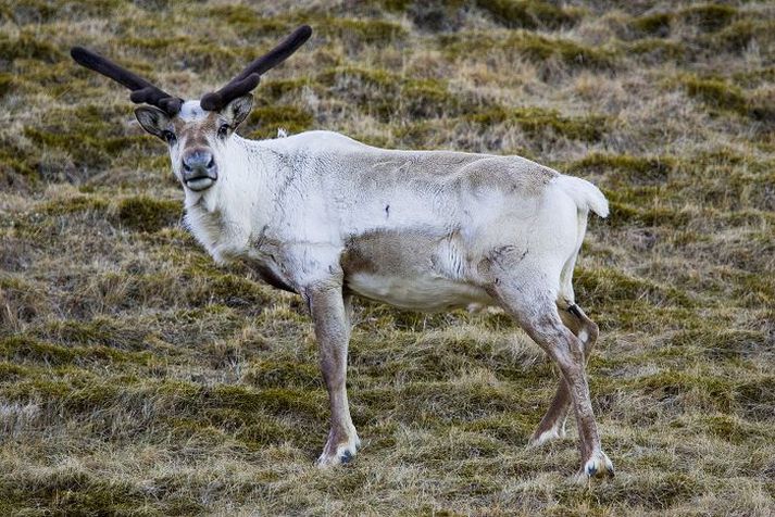 Hreindýr Varðstjórinn aflífaði hreindýr sem var fast í girðingu við Reyðará í Lóni.