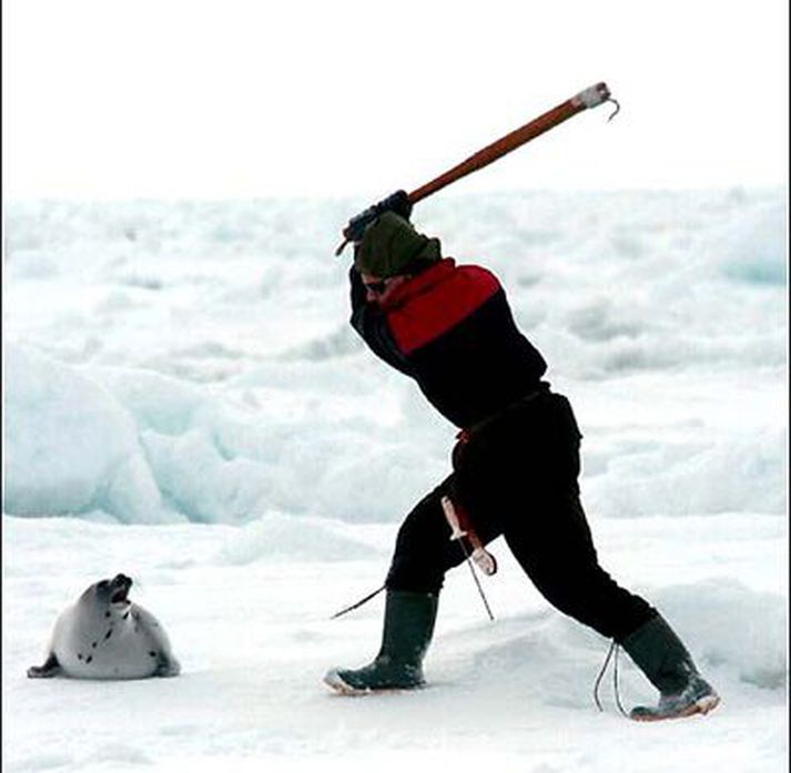 Það er kannski engin furða að veiðarnar eru umdeildar. Viðkvæmir lesendur eru varaðir við að leita að myndum undir "Canada seal hunting" á Google en þessi var ein af þeim skárri sem þar kom upp.