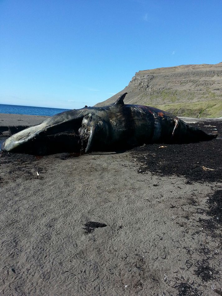 Hvalurinn var dauður þegar hann fannst.